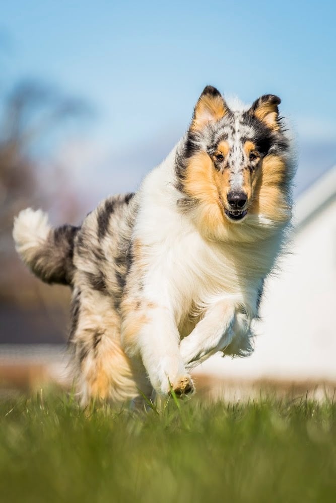 Indhegnet træningsplads