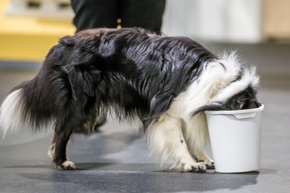 Tricks og samarbejde